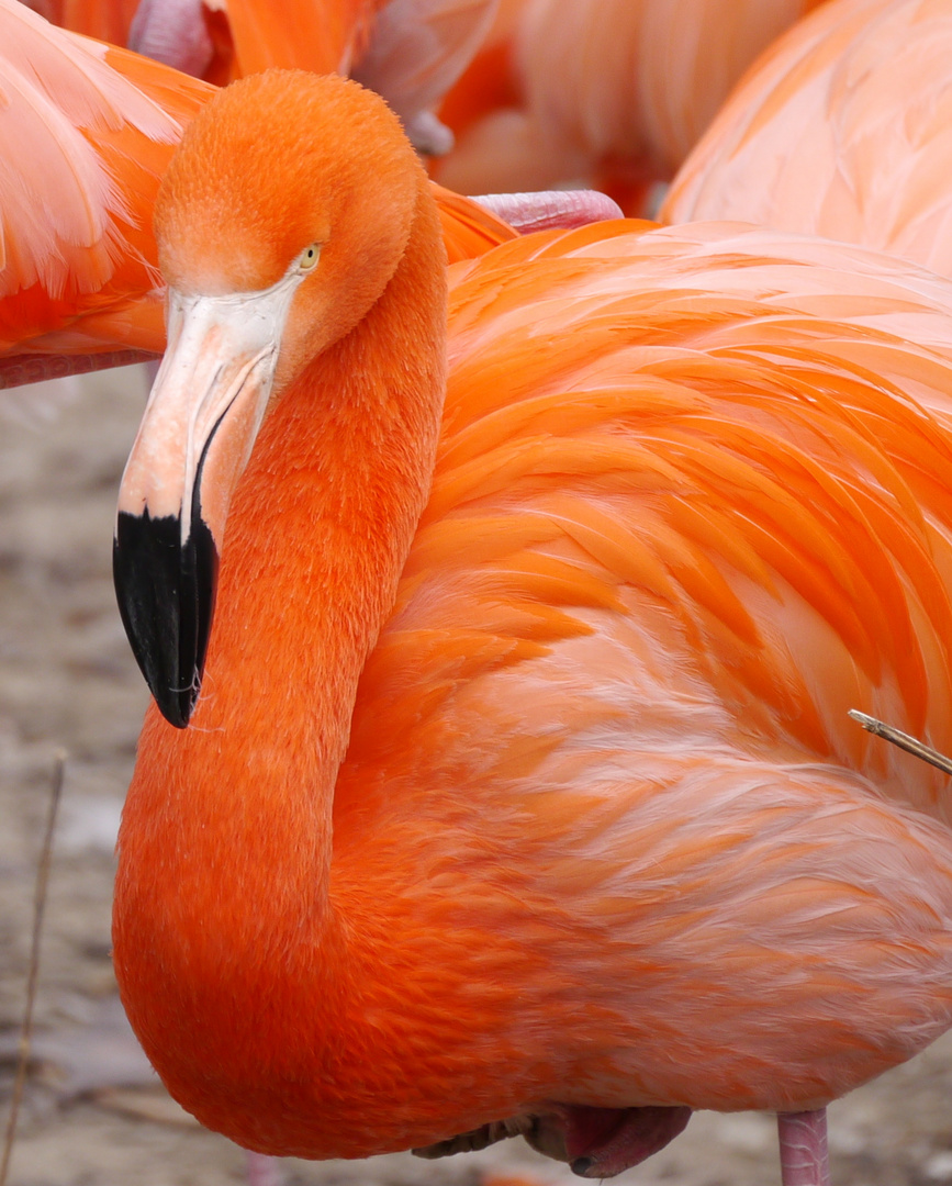 Flamingo orange