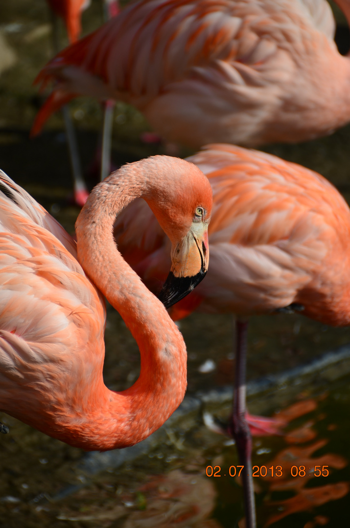 Flamingo - Osnabrücker Zoo