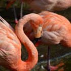Flamingo - Osnabrücker Zoo
