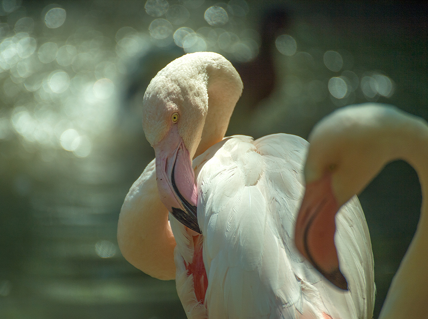 Flamingo Paar in Ebbs 