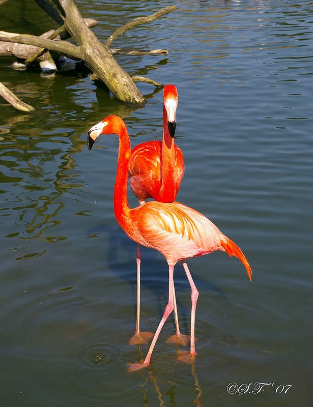 Flamingo Pärchen