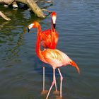 Flamingo Pärchen
