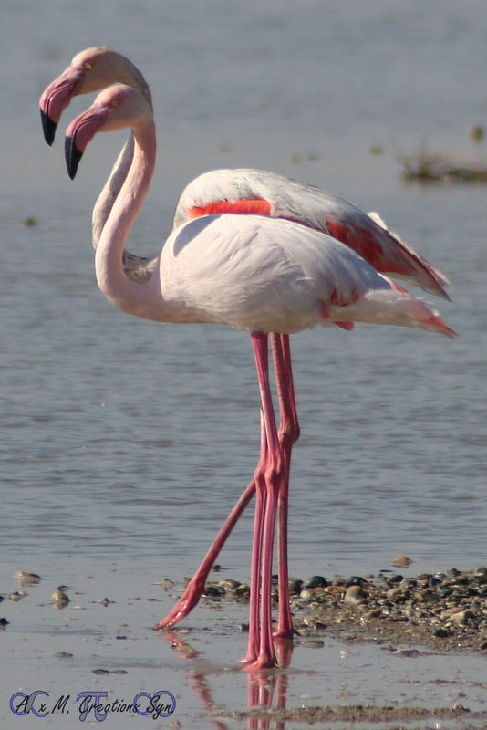 Flamingo Paerchen...