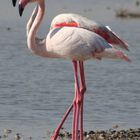Flamingo Paerchen...