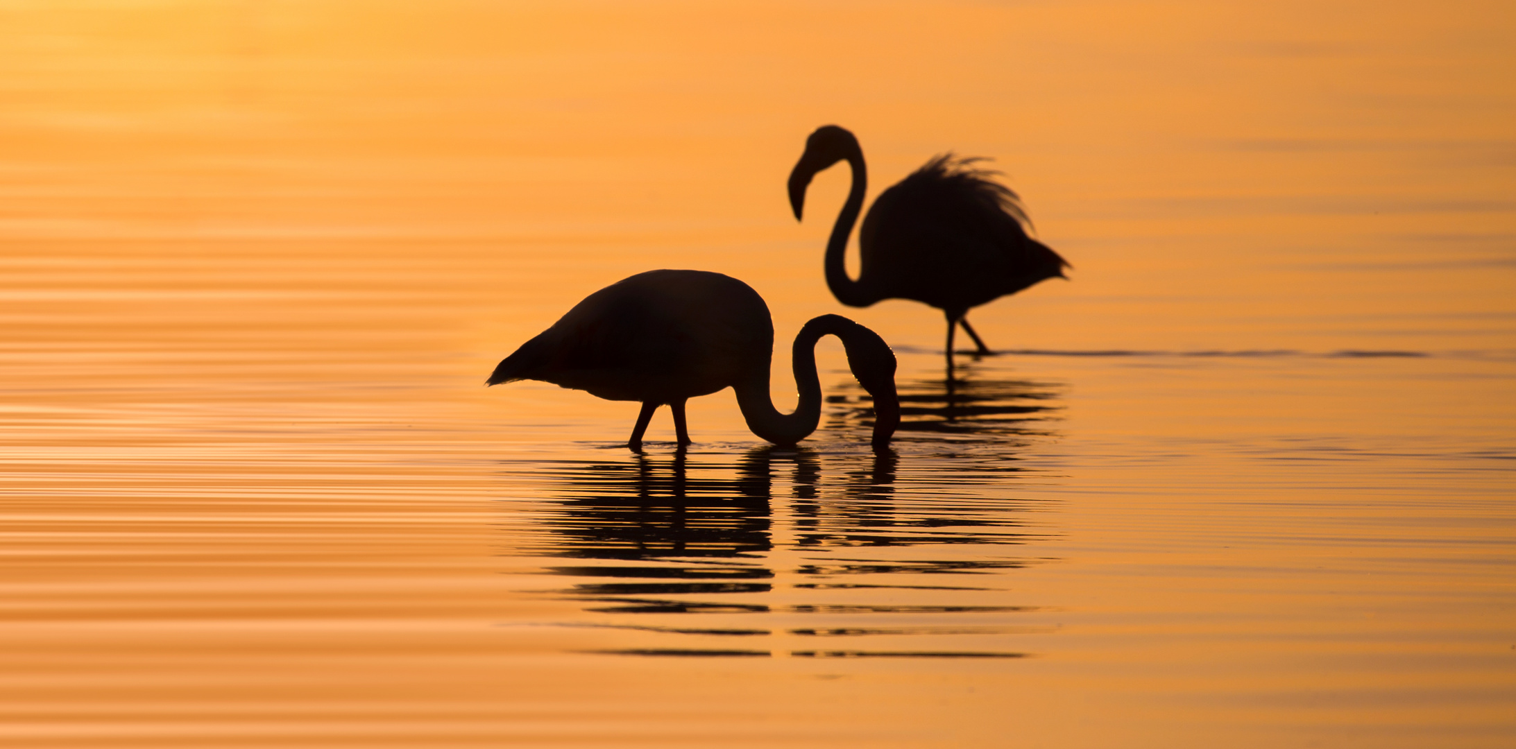 Flamingo pair at the Salt Pans (Namibia)