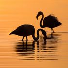 Flamingo pair at the Salt Pans (Namibia)