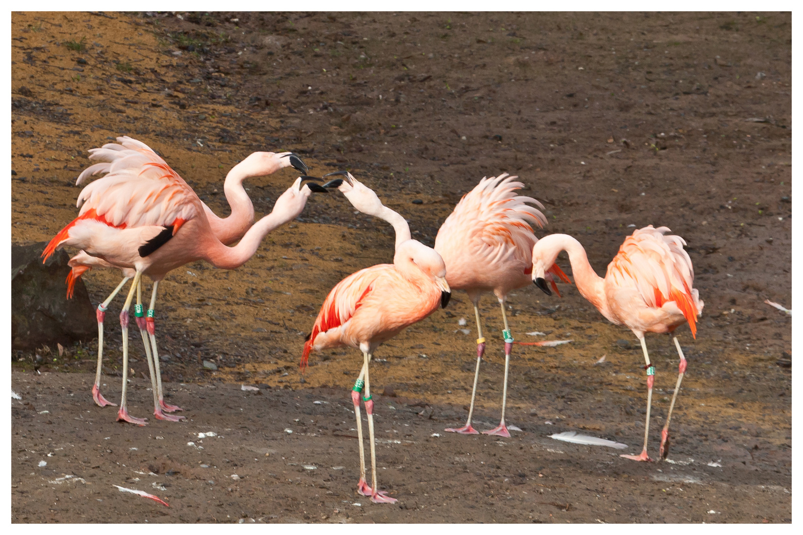 Flamingo Palaver