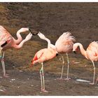 Flamingo Palaver