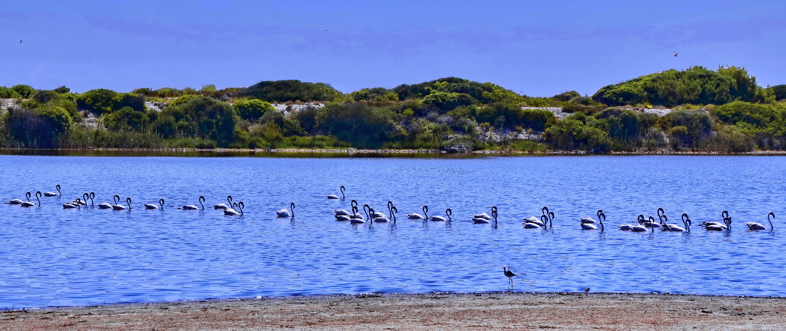 Flamingo Parade