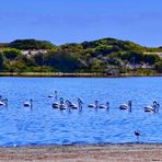 Flamingo Parade