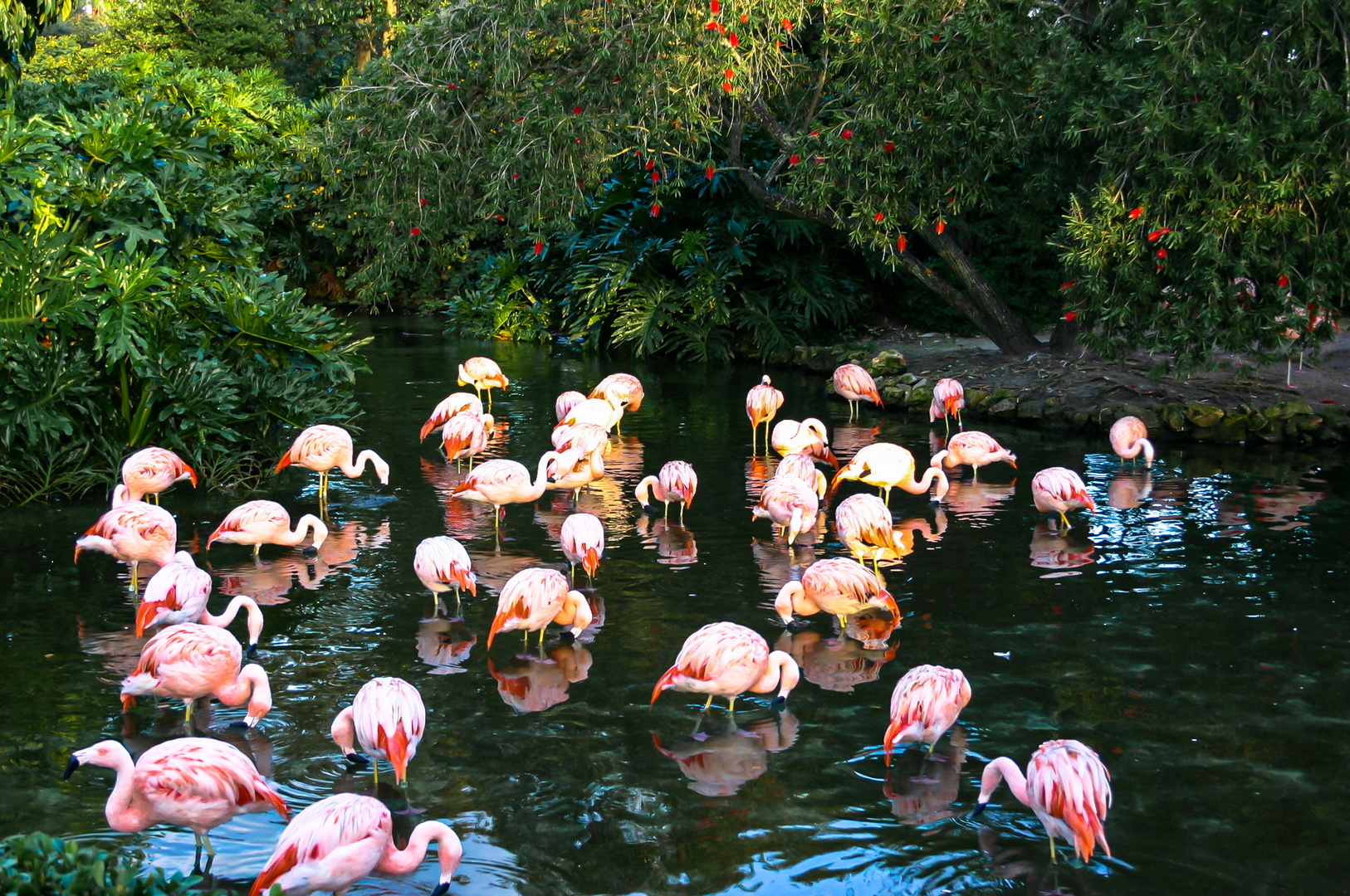 Flamingo Party