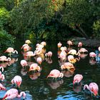 Flamingo Party