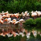 Flamingo Party