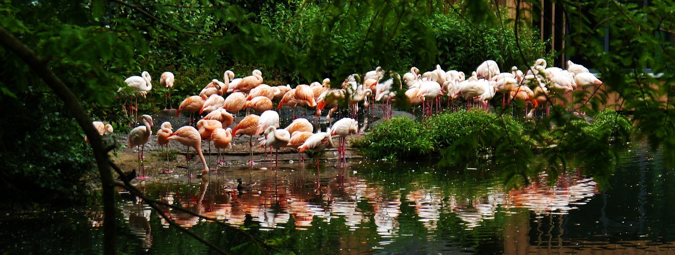 Flamingo Party