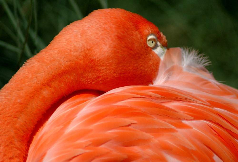 Flamingo peeping