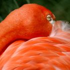 Flamingo peeping