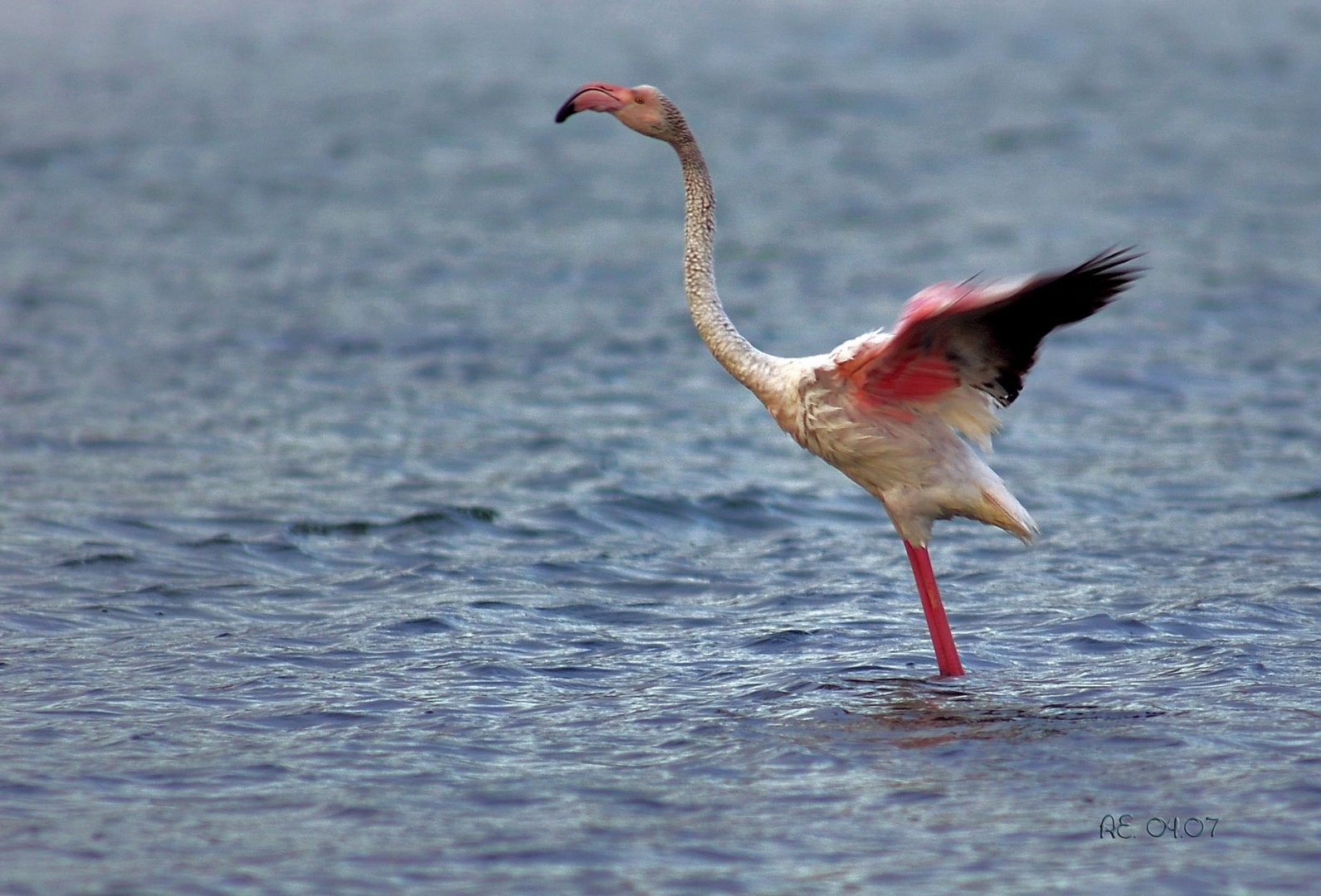 Flamingo (Phoenicopteridae)