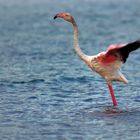 Flamingo (Phoenicopteridae)