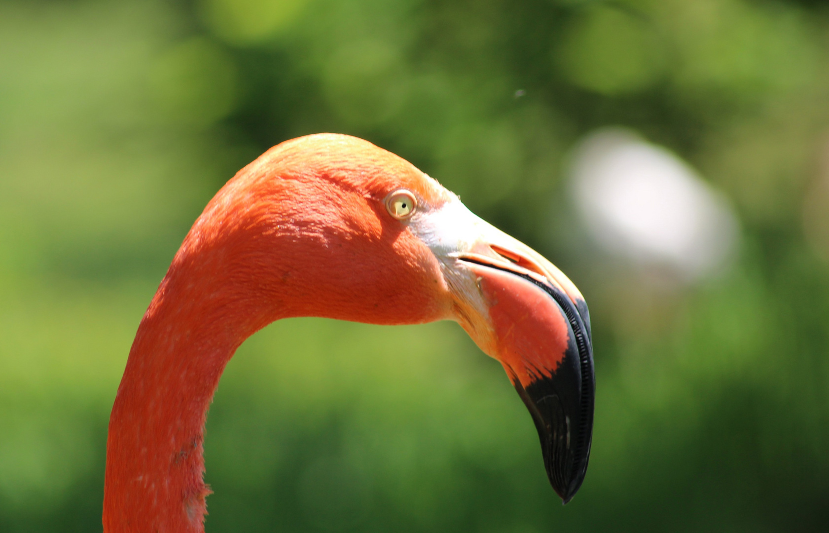 Flamingo ( Phoenicopteridae )