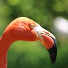 Flamingo ( Phoenicopteridae )