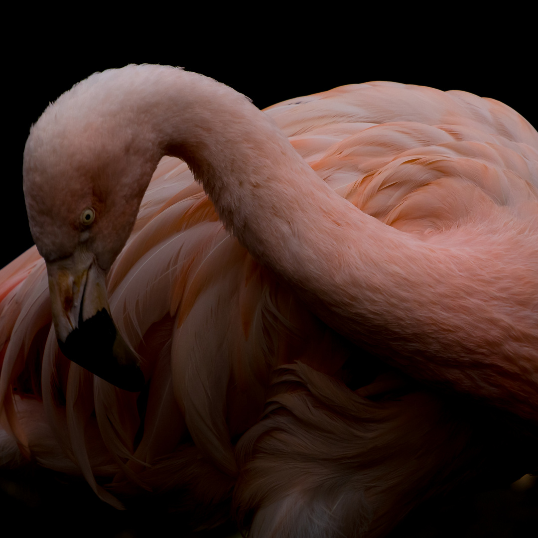 Flamingo (Phoenicopteridae)