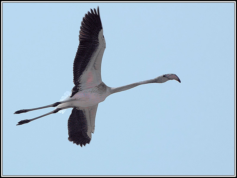 Flamingo - Phoenicopterus ruber