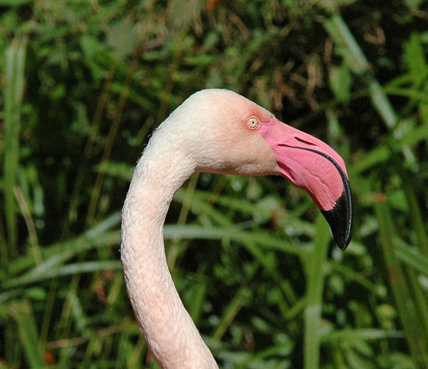 Flamingo (Phoenicopterus Ruber)