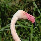 Flamingo (Phoenicopterus Ruber)