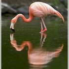 Flamingo (Phoenicopterus ruber), Grugapark Essen
