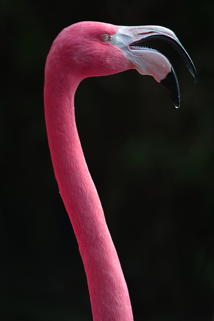 Flamingo-Pink