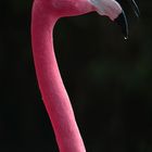 Flamingo-Pink