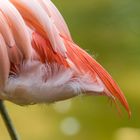 Flamingo Po