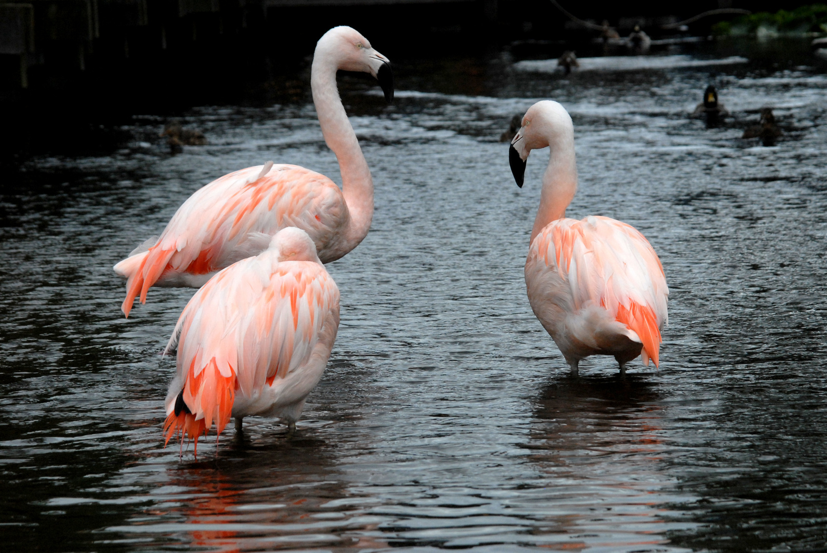 Flamingo Pool