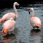 Flamingo Pool