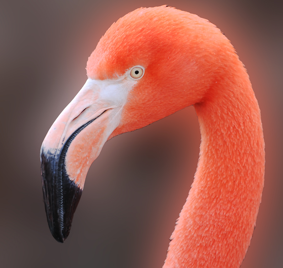 Flamingo-Porträt