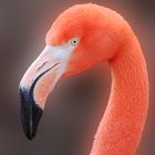 Flamingo-Porträt