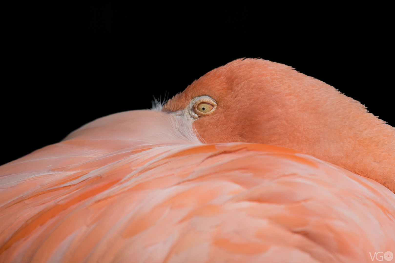 Flamingo Porträt