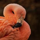 Flamingo-Portrait 001