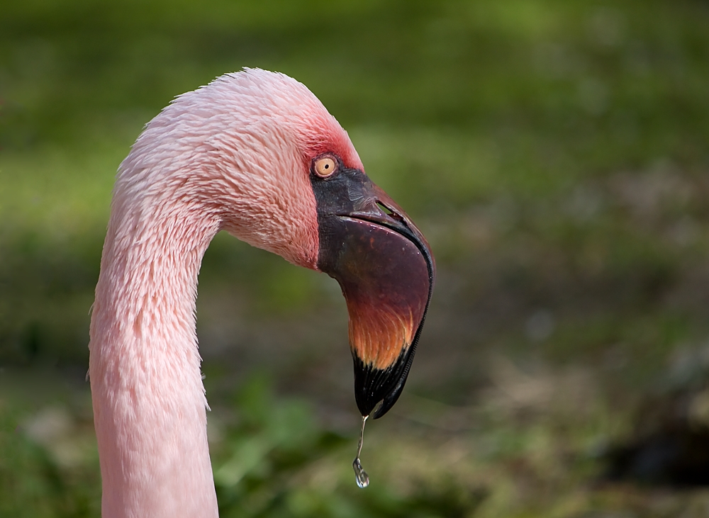 Flamingo Portrait