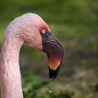 Flamingo Portrait