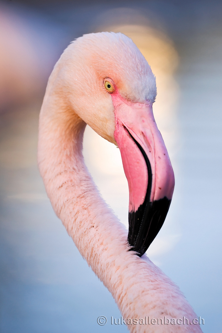 Flamingo Portrait