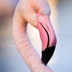 Flamingo Portrait