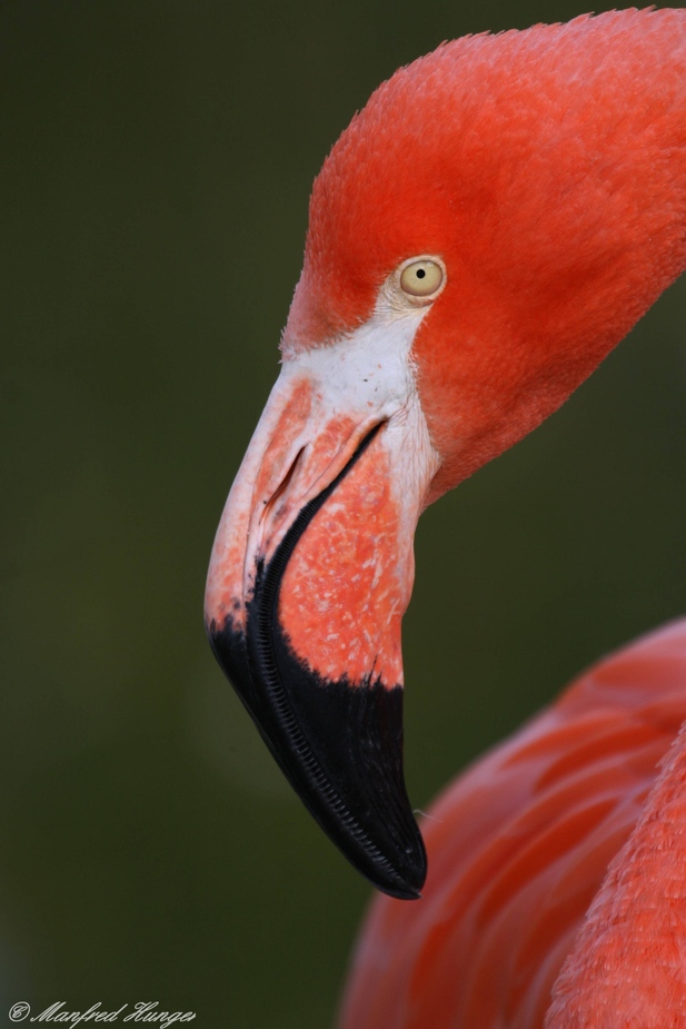 Flamingo-Portrait (1)