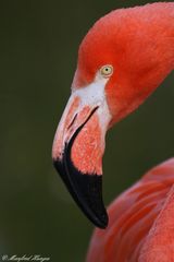 Flamingo-Portrait (1)