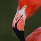 Flamingo-Portrait (1)