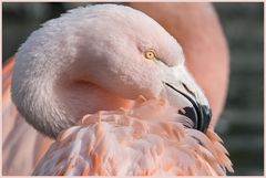 Flamingo Portrait