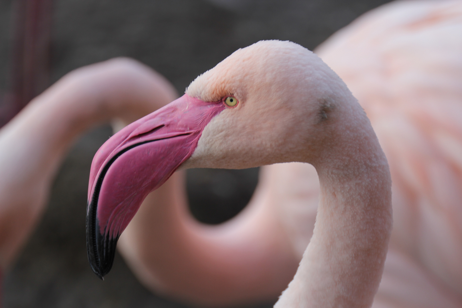 Flamingo - Portrait