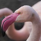 Flamingo - Portrait