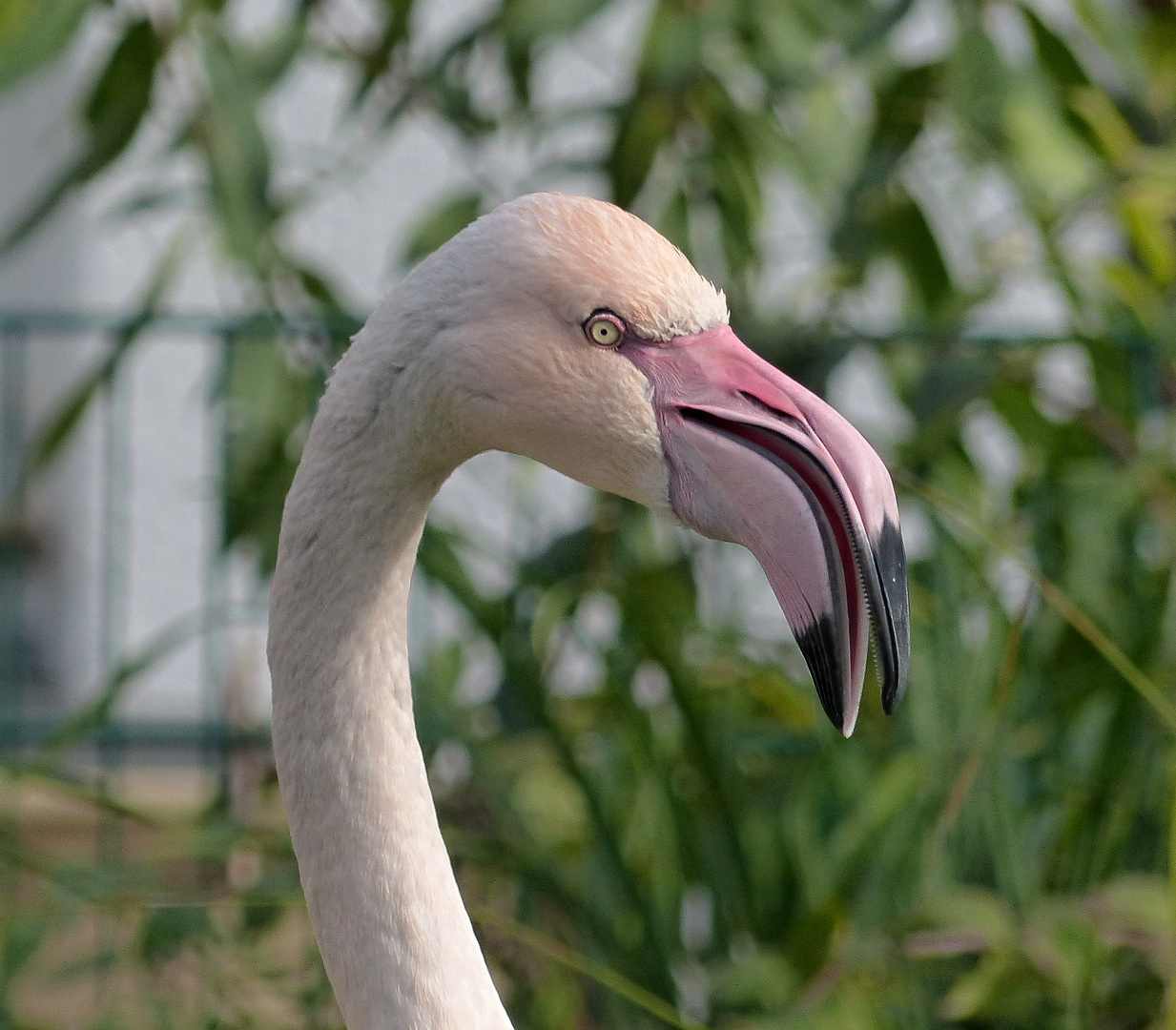 Flamingo-Portrait