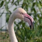 Flamingo-Portrait